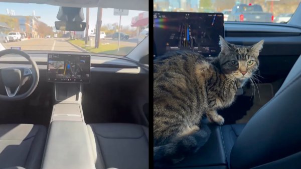 Tesla Engineers Ride in Robotaxi Without Safety Monitor — Cat Comes Along [VIDEO]